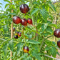 Jolie Coeur DER TOMATENFLÜSTERER