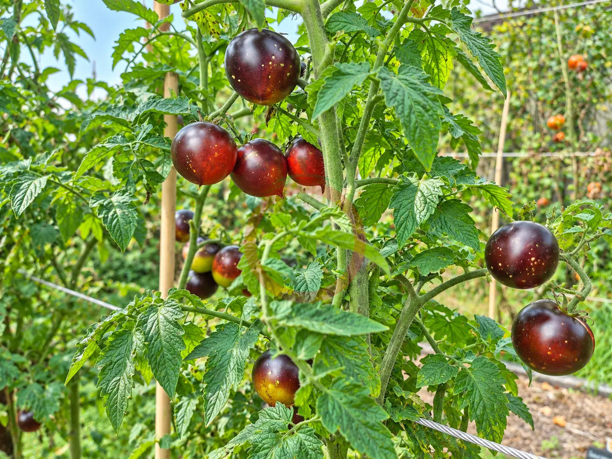 Jolie Coeur DER TOMATENFLÜSTERER