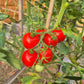 Jonas Bozicou DER TOMATENFLÜSTERER