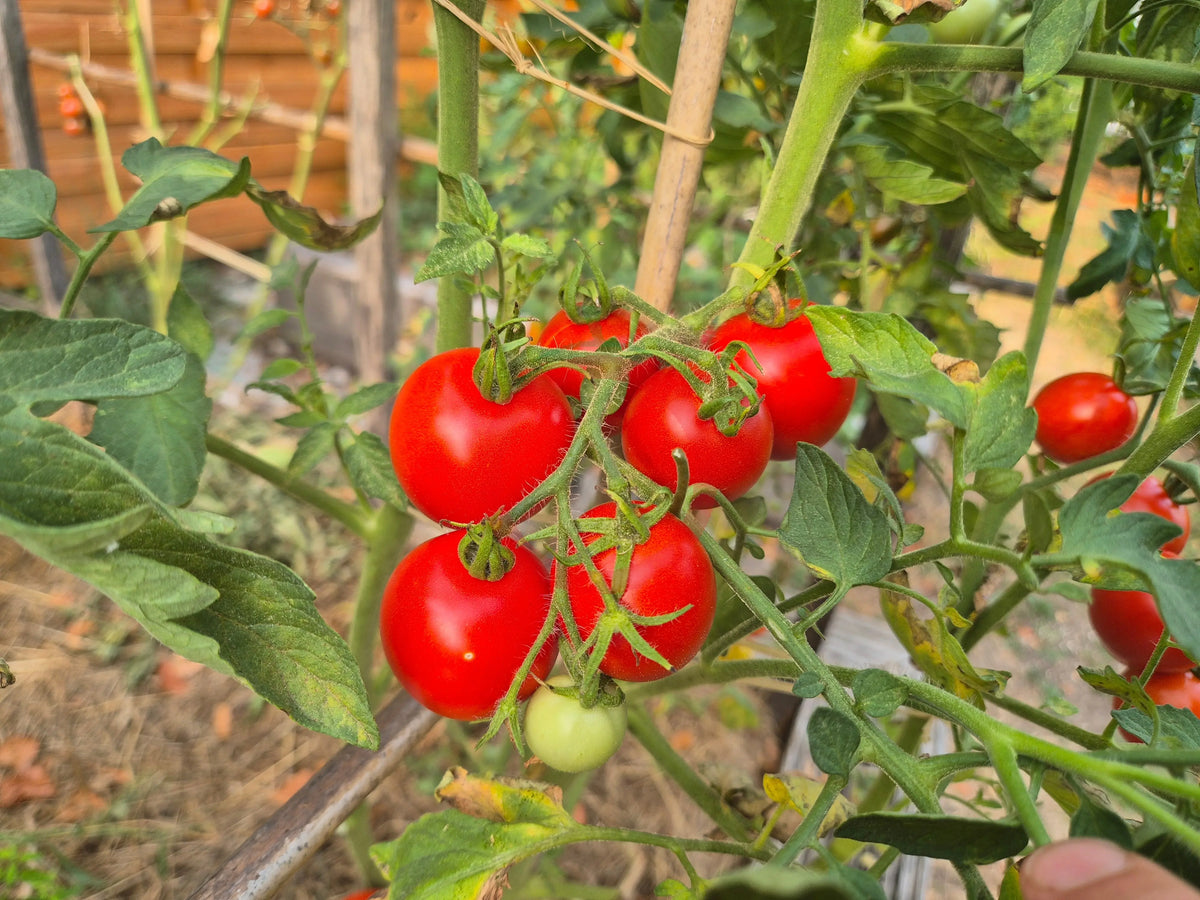 Jonas Bozicou DER TOMATENFLÜSTERER