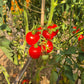 Jonas Bozicou DER TOMATENFLÜSTERER