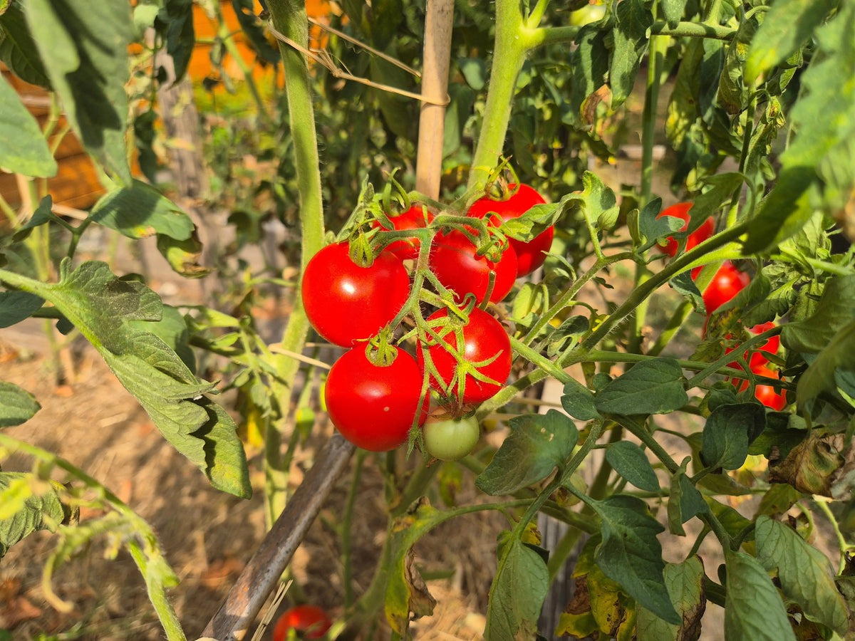 Jonas Bozicou DER TOMATENFLÜSTERER