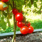 Jörfi DER TOMATENFLÜSTERER