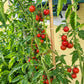 Josh´s Garnet DER TOMATENFLÜSTERER