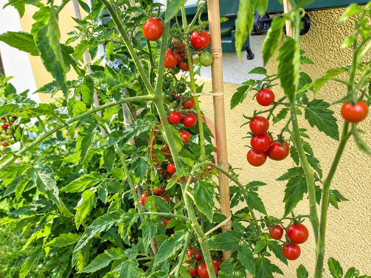 Josh´s Garnet DER TOMATENFLÜSTERER