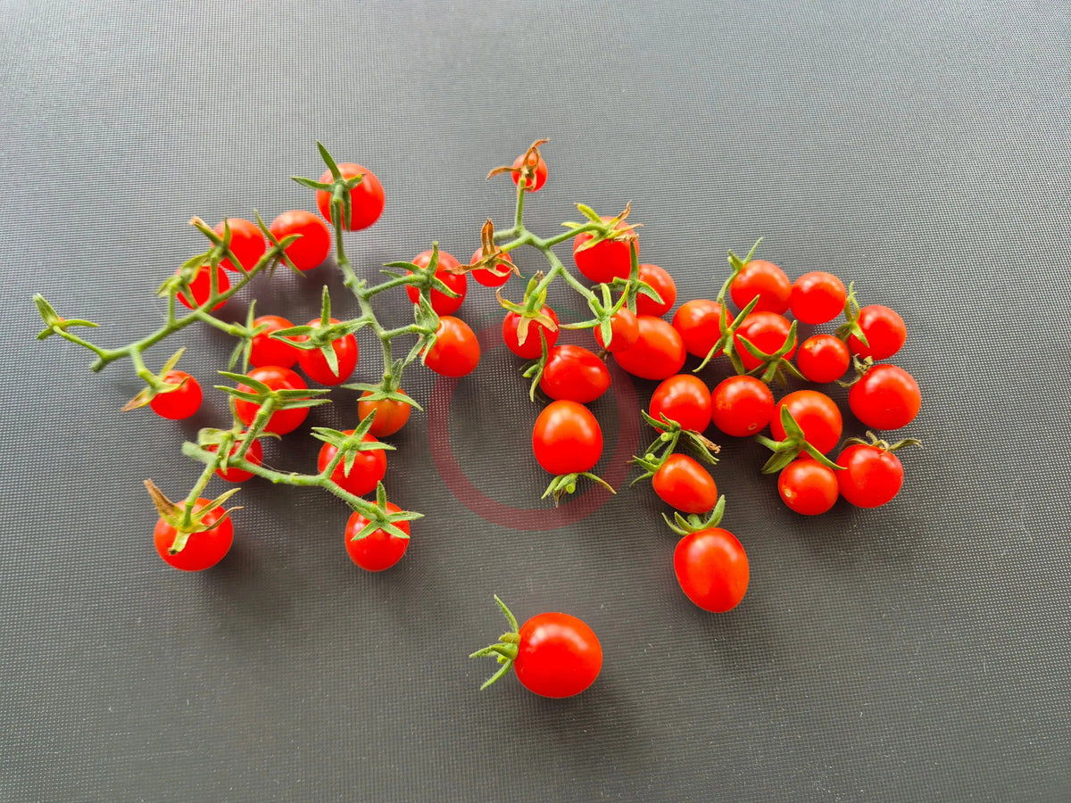 Josh´s Garnet DER TOMATENFLÜSTERER