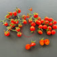 Josh´s Garnet DER TOMATENFLÜSTERER
