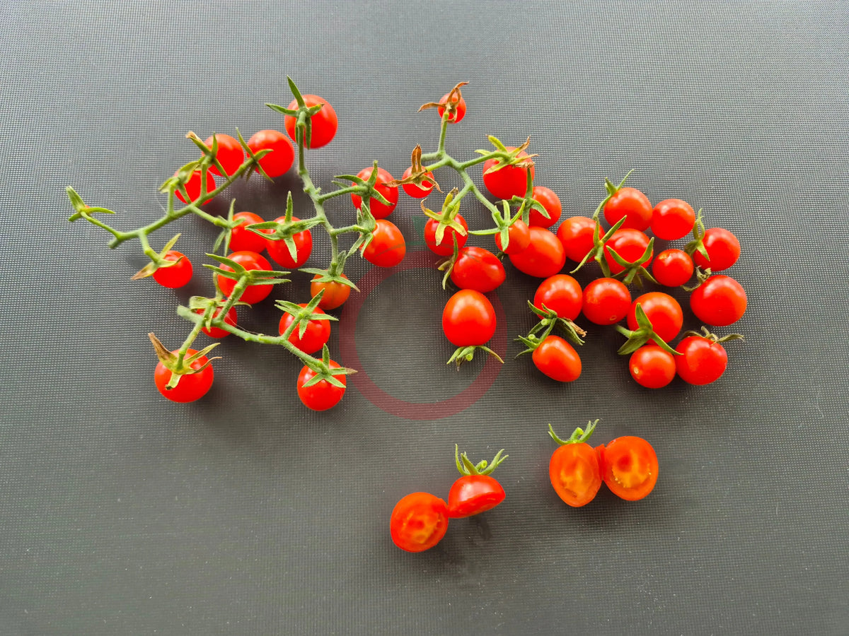 Josh´s Garnet DER TOMATENFLÜSTERER