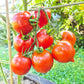 Jubilejnyi Tarasenko DER TOMATENFLÜSTERER