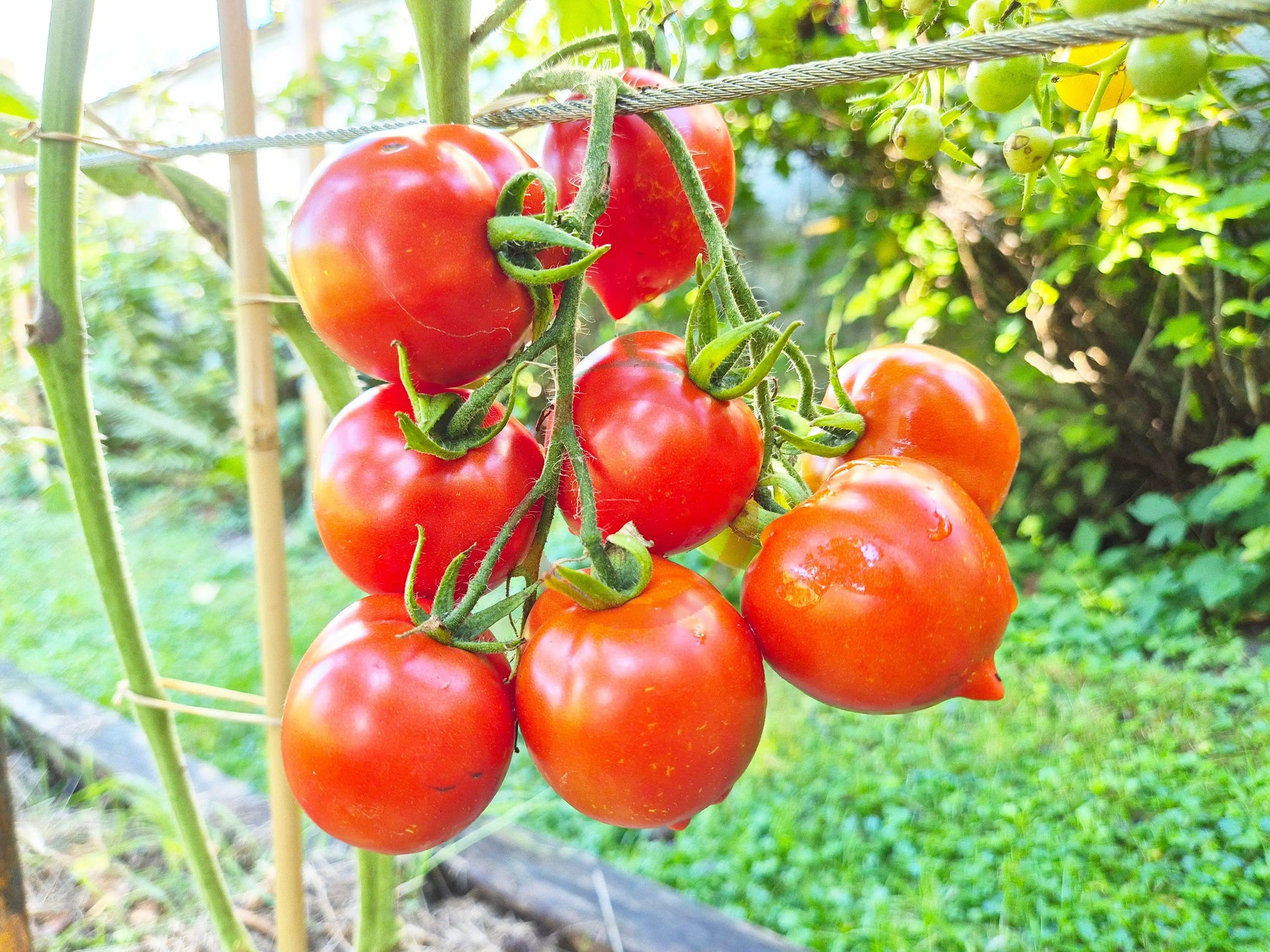 Jubilejnyi Tarasenko DER TOMATENFLÜSTERER