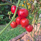 Jubilejnyi Tarasenko DER TOMATENFLÜSTERER