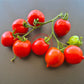 Jubilejnyi Tarasenko DER TOMATENFLÜSTERER