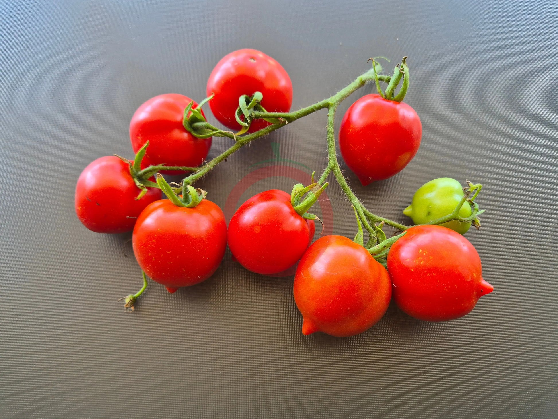 Jubilejnyi Tarasenko DER TOMATENFLÜSTERER