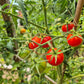 Justens Süße DER TOMATENFLÜSTERER