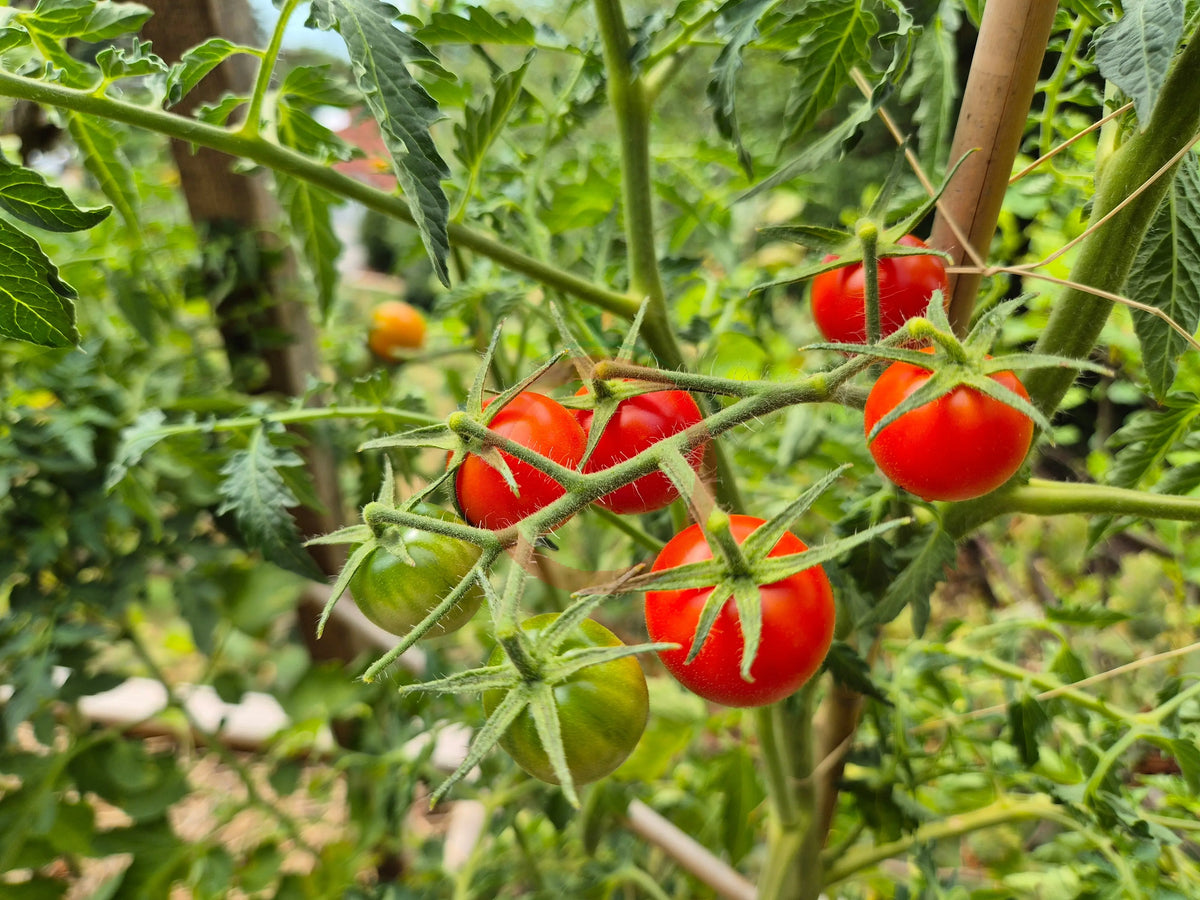 Justens Süße DER TOMATENFLÜSTERER
