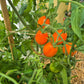 Justyna DER TOMATENFLÜSTERER