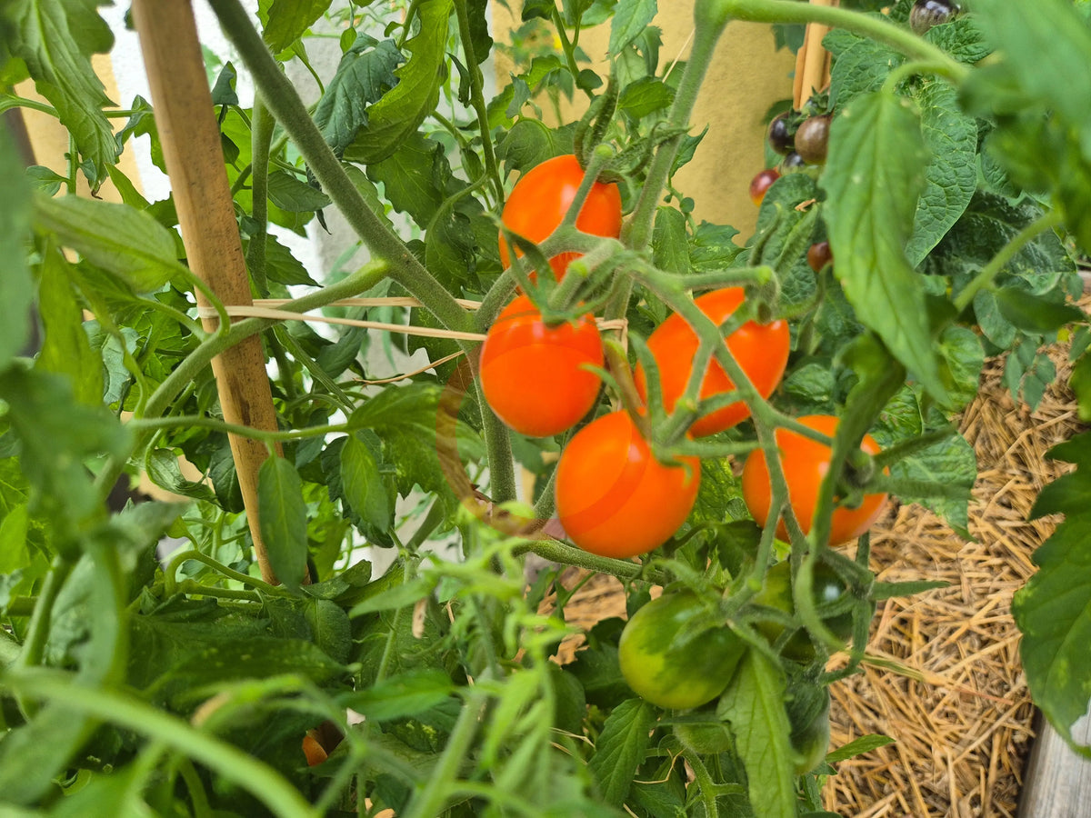 Justyna DER TOMATENFLÜSTERER