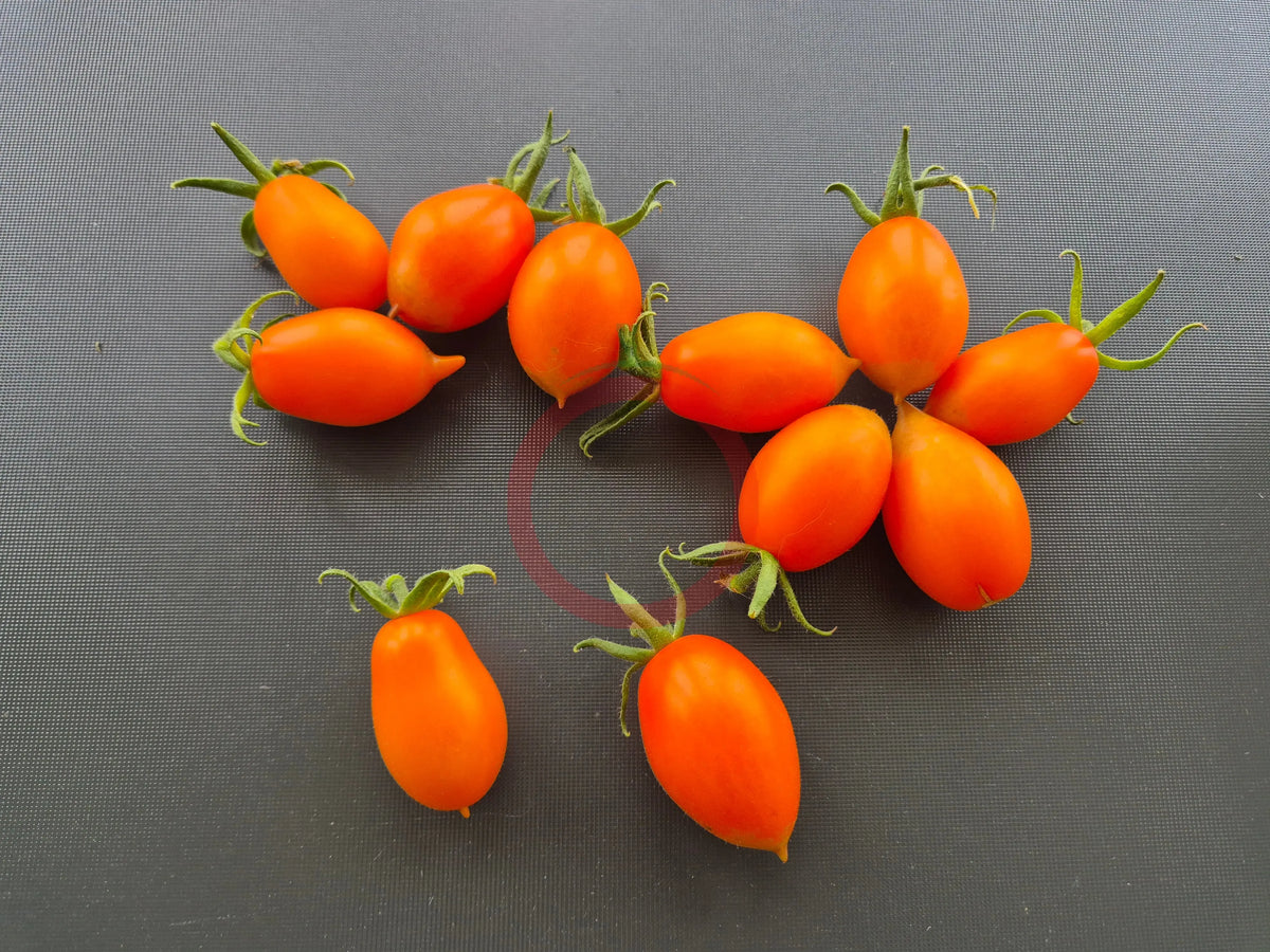 Justyna DER TOMATENFLÜSTERER