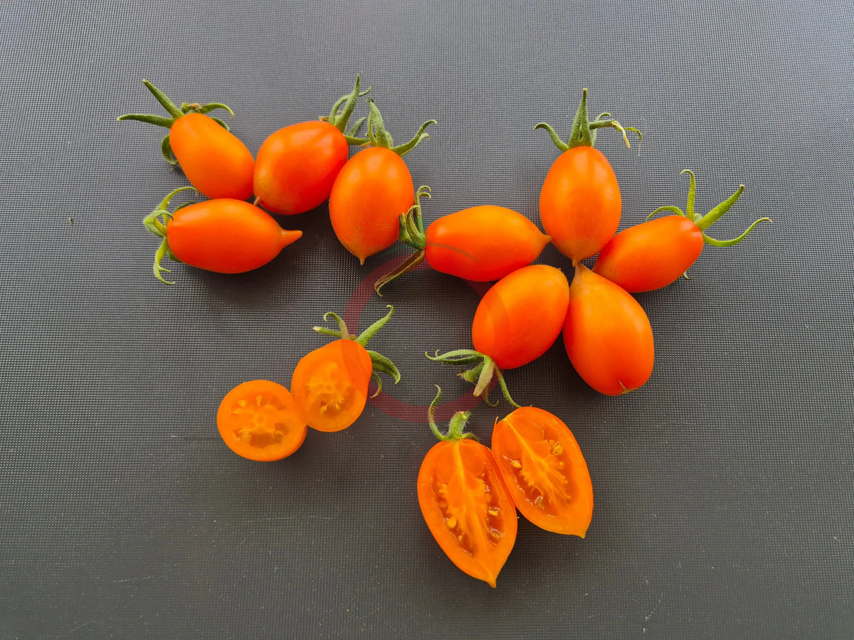 Justyna DER TOMATENFLÜSTERER