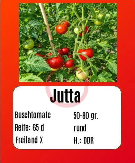 Jutta DER TOMATENFLÜSTERER