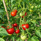 Jutta DER TOMATENFLÜSTERER
