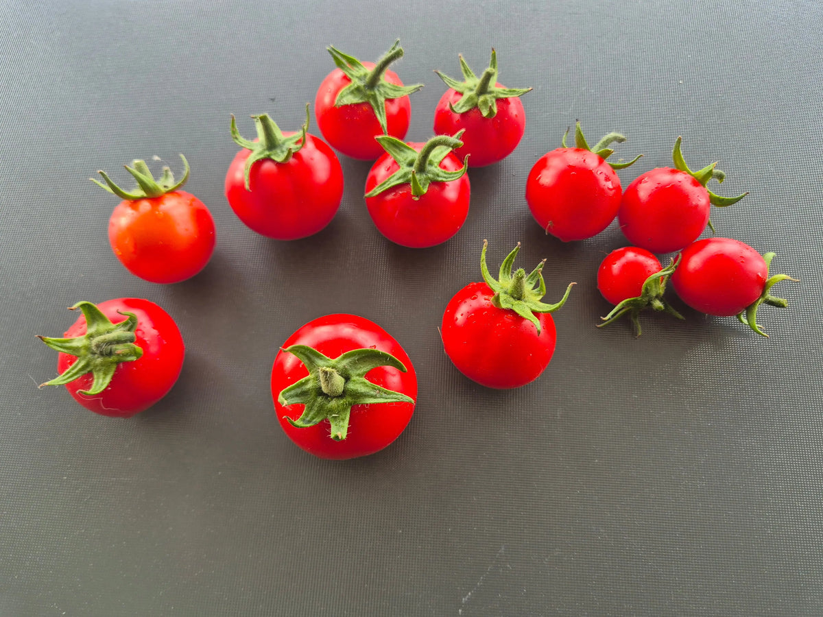 Jutta DER TOMATENFLÜSTERER