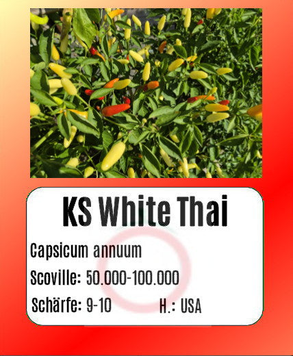 KS White Thai DER TOMATENFLÜSTERER