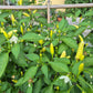 KS White Thai DER TOMATENFLÜSTERER