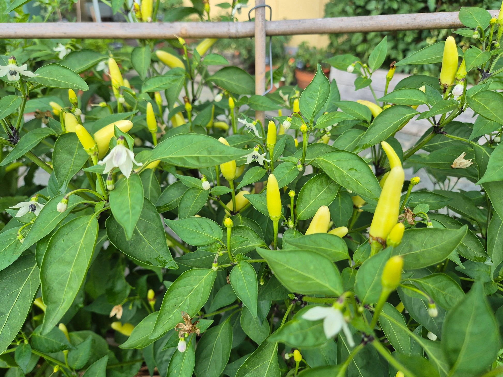 KS White Thai DER TOMATENFLÜSTERER
