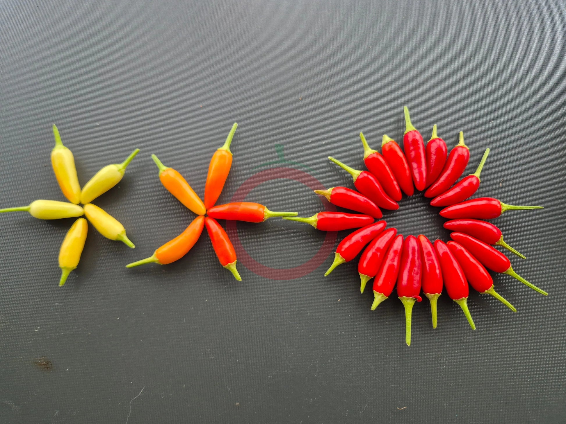 KS White Thai DER TOMATENFLÜSTERER