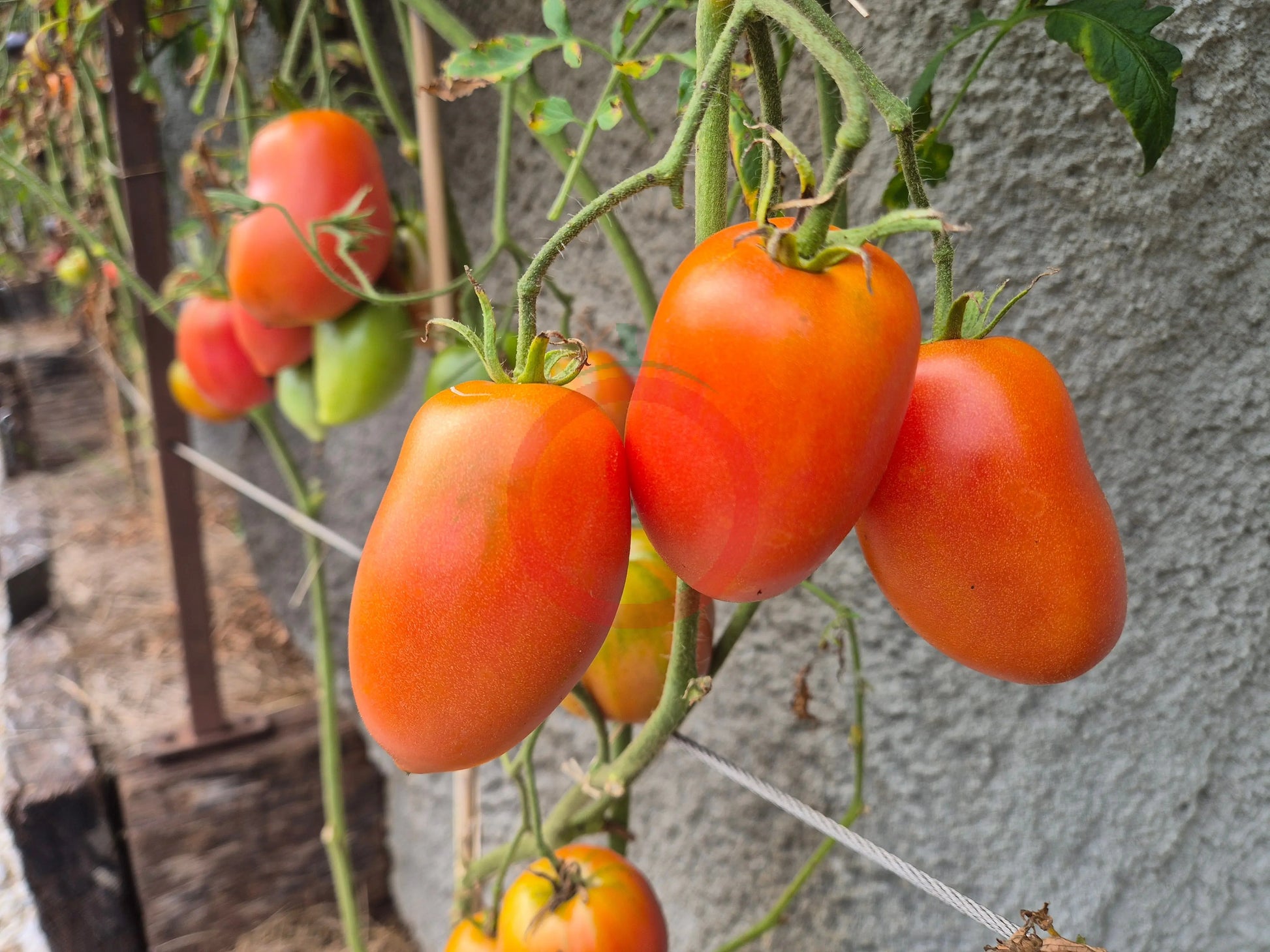 Kalman's Hungarian Pink DER TOMATENFLÜSTERER