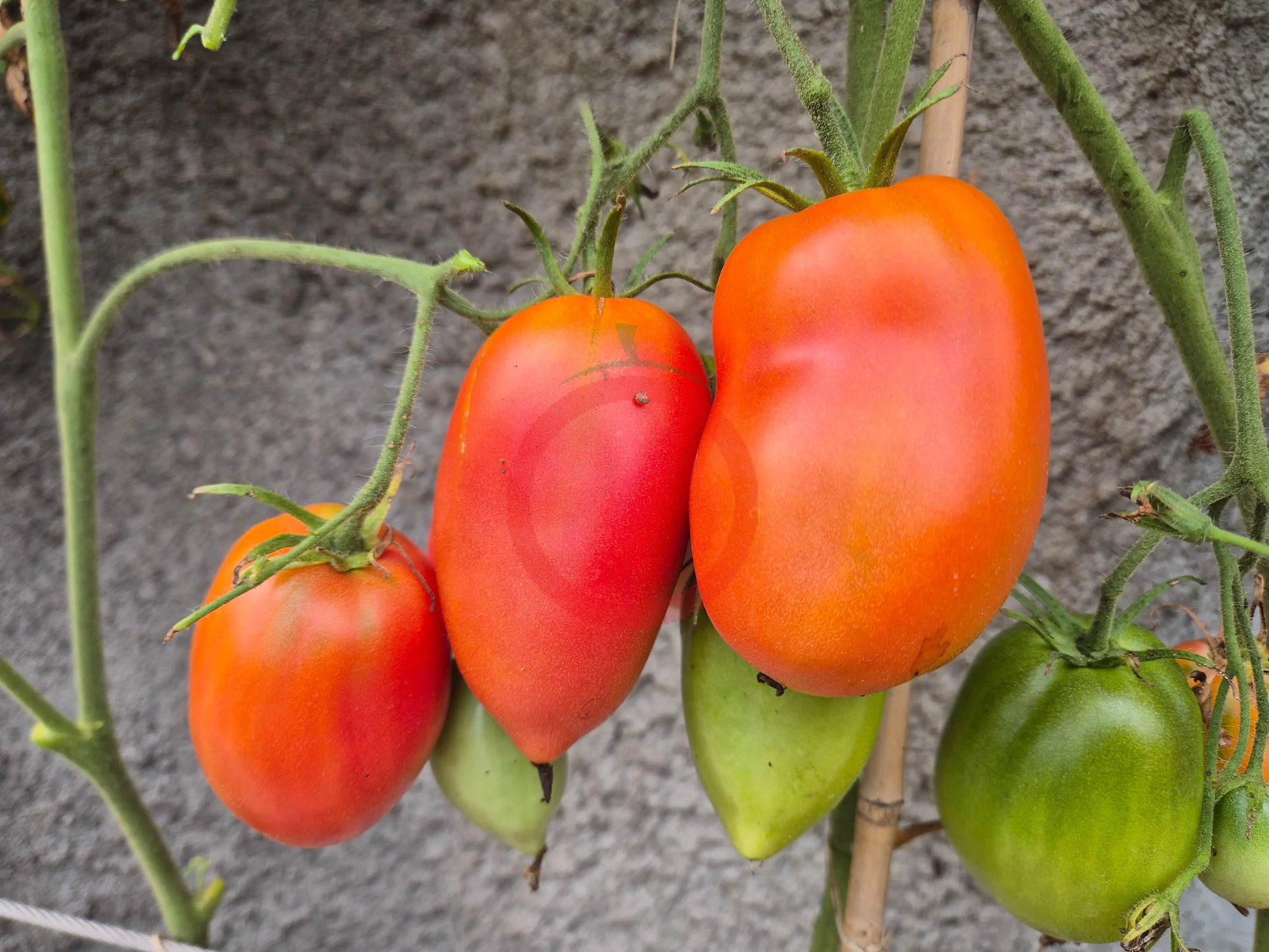 Kalman's Hungarian Pink DER TOMATENFLÜSTERER