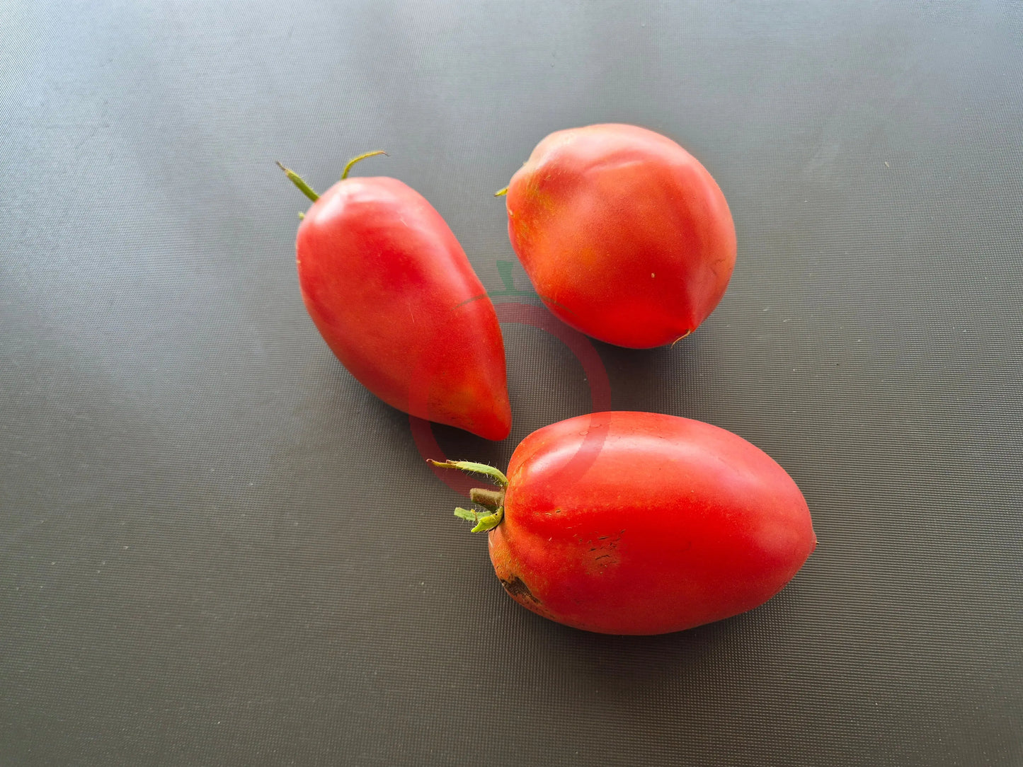Kalman's Hungarian Pink DER TOMATENFLÜSTERER