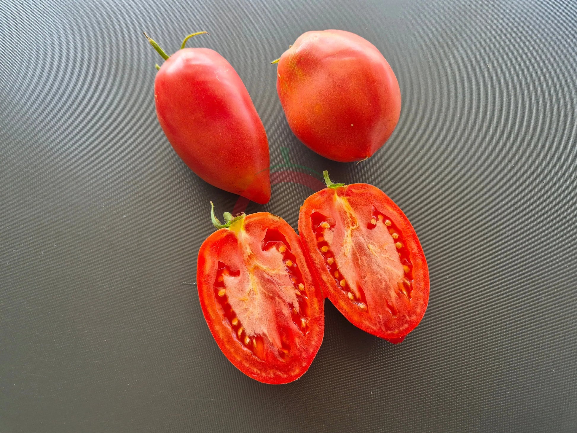 Kalman's Hungarian Pink DER TOMATENFLÜSTERER