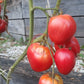 Kangaroo's Heart DER TOMATENFLÜSTERER