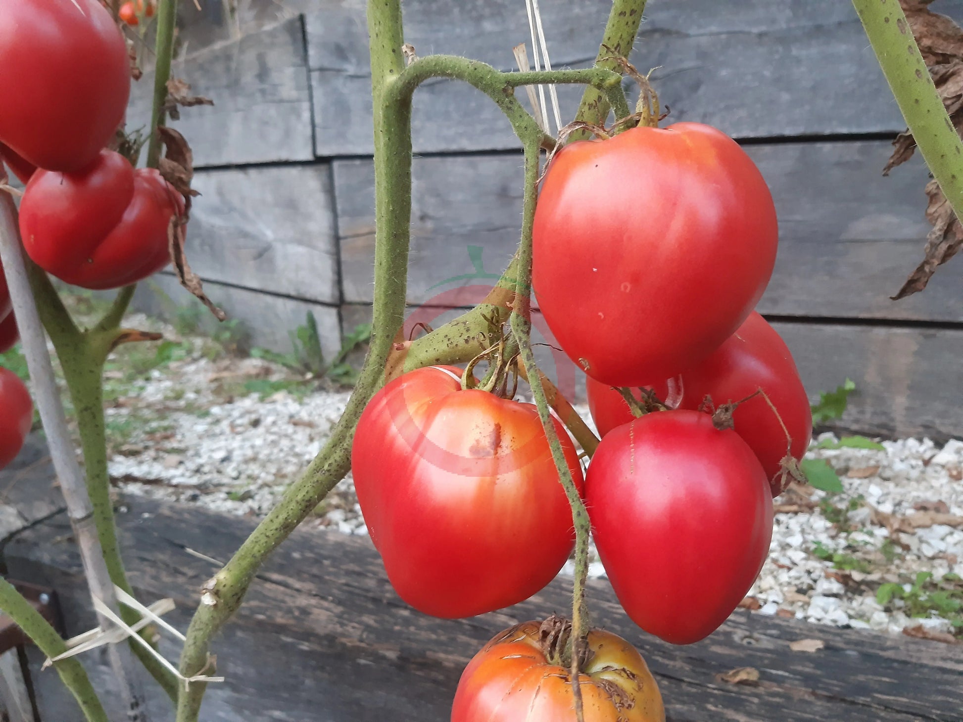 Kangaroo's Heart DER TOMATENFLÜSTERER