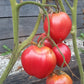 Kangaroo's Heart DER TOMATENFLÜSTERER