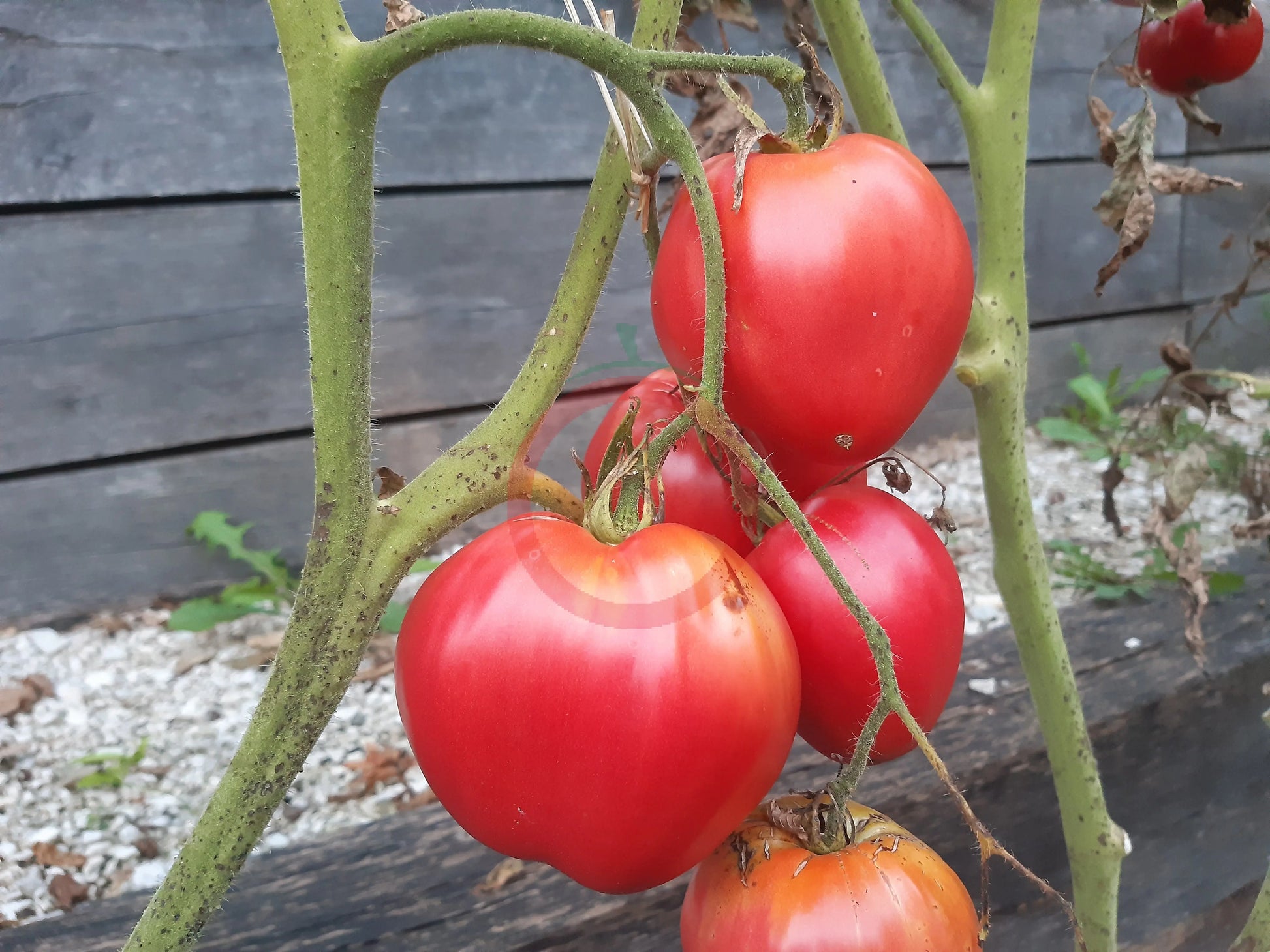 Kangaroo's Heart DER TOMATENFLÜSTERER
