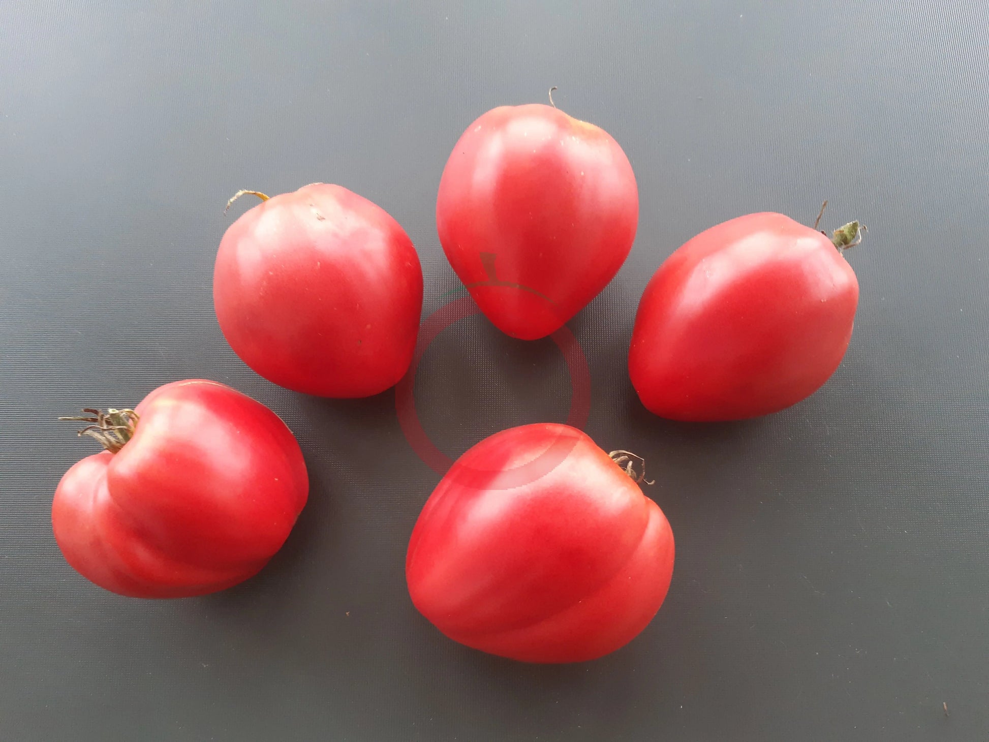 Kangaroo's Heart DER TOMATENFLÜSTERER