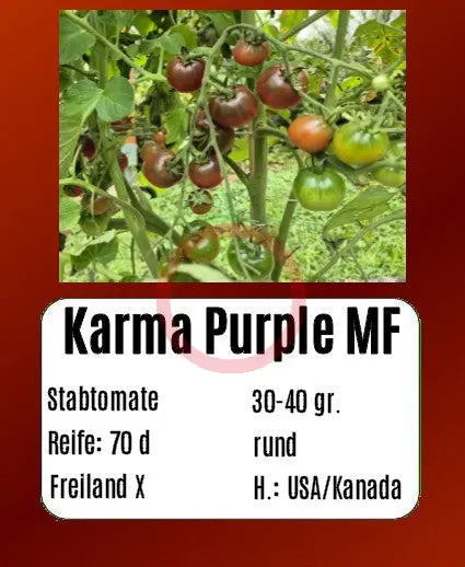 Karma Purple Multiflora DER TOMATENFLÜSTERER