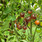 Karma Purple Multiflora DER TOMATENFLÜSTERER
