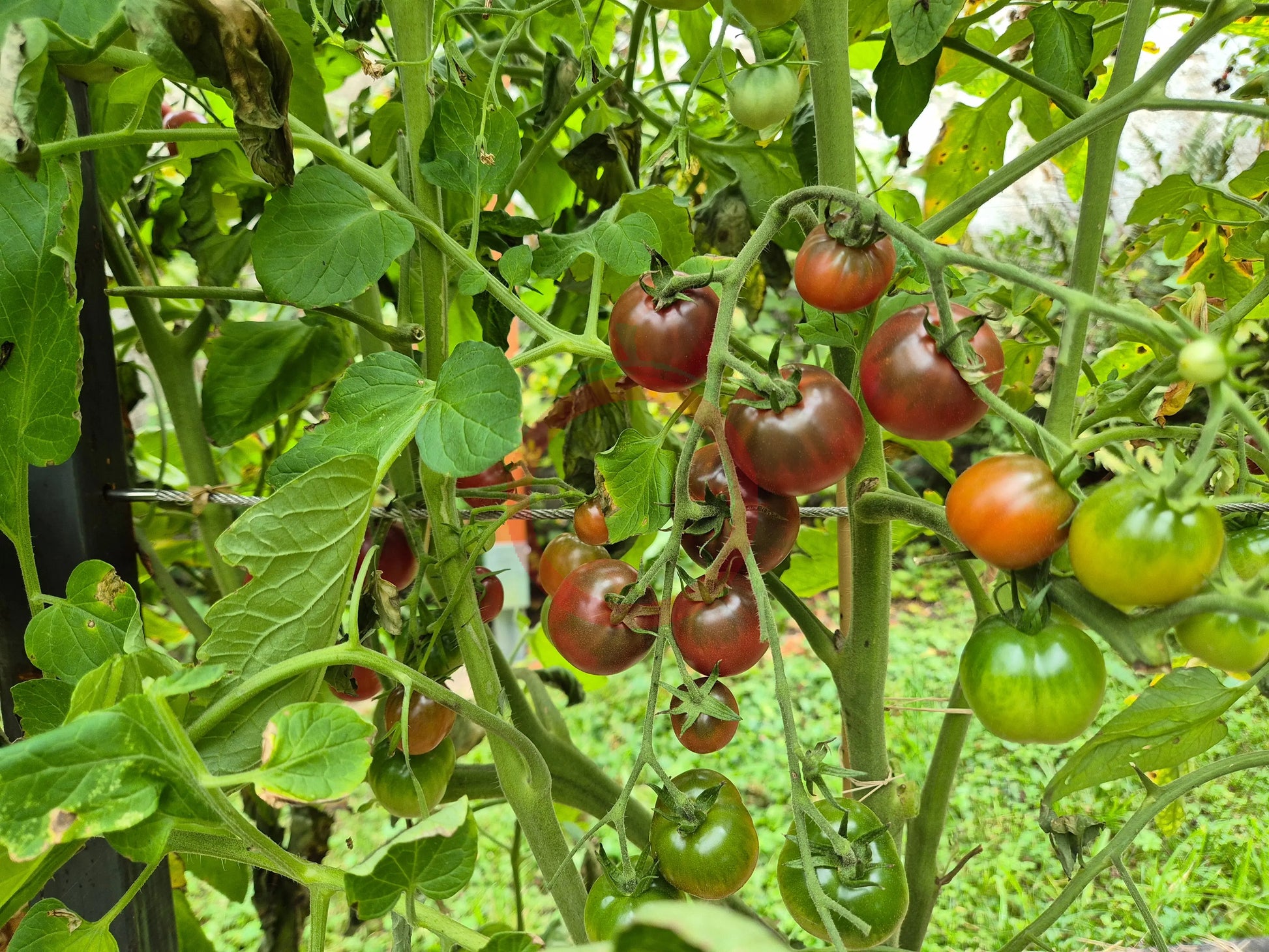 Karma Purple Multiflora DER TOMATENFLÜSTERER