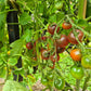 Karma Purple Multiflora DER TOMATENFLÜSTERER