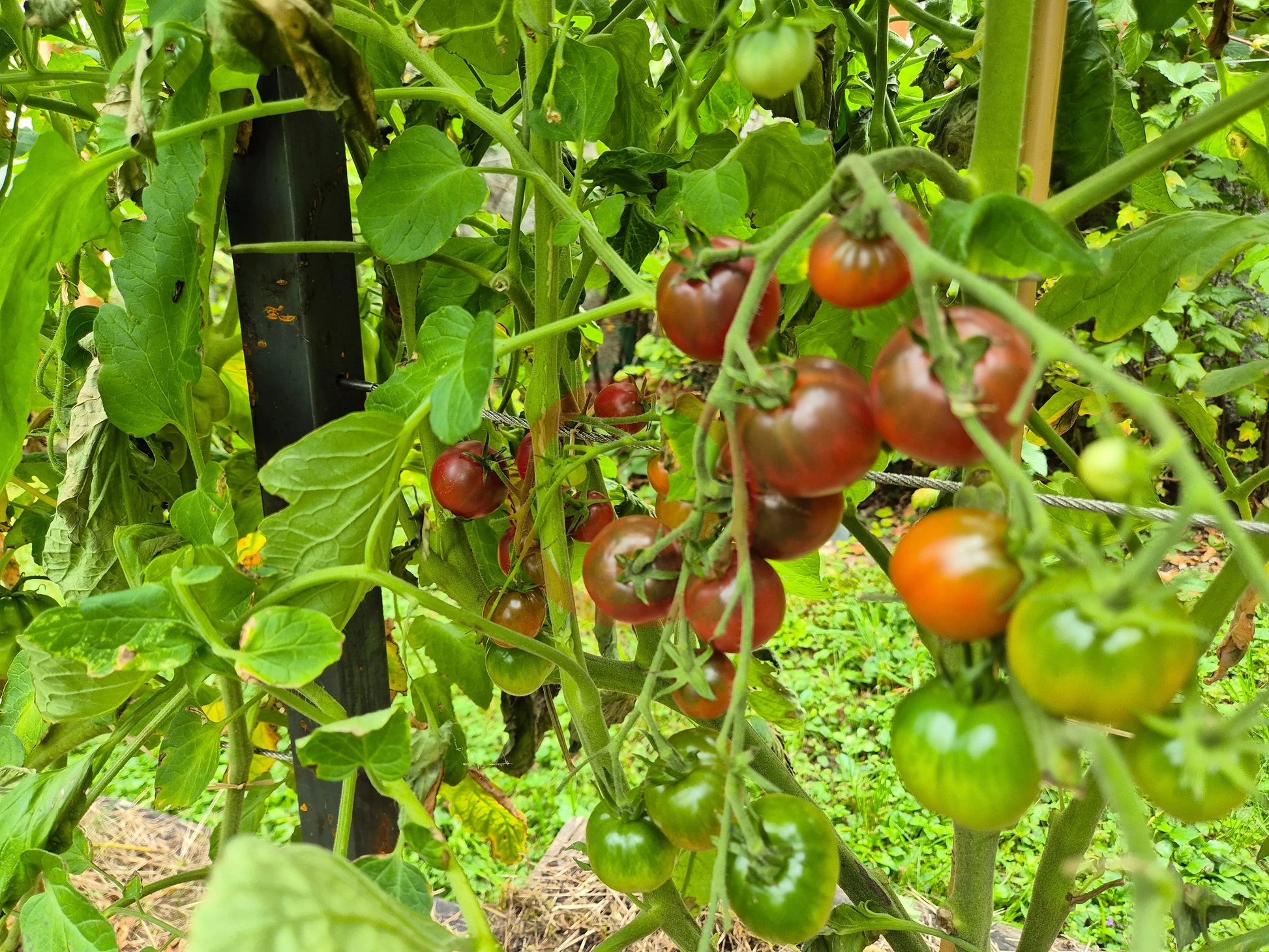 Karma Purple Multiflora DER TOMATENFLÜSTERER