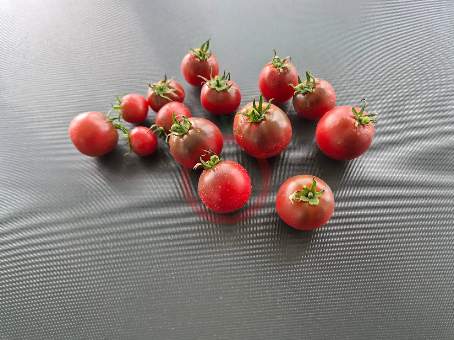 Karma Purple Multiflora DER TOMATENFLÜSTERER