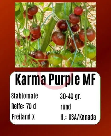 Karma Purple Multiflora DER TOMATENFLÜSTERER