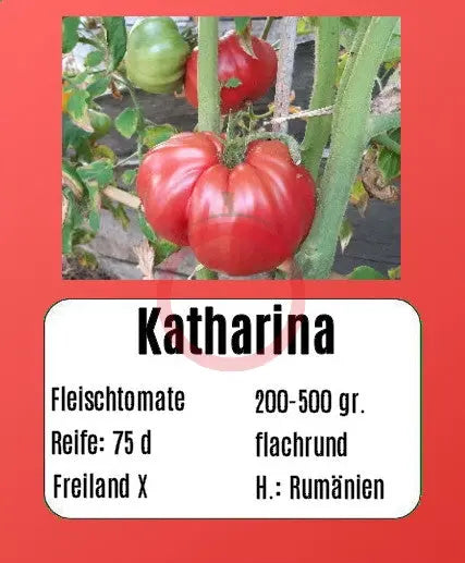 Katharina DER TOMATENFLÜSTERER