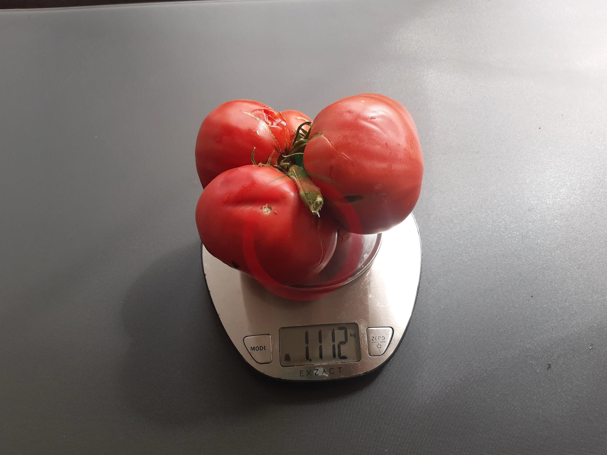 Katharina DER TOMATENFLÜSTERER