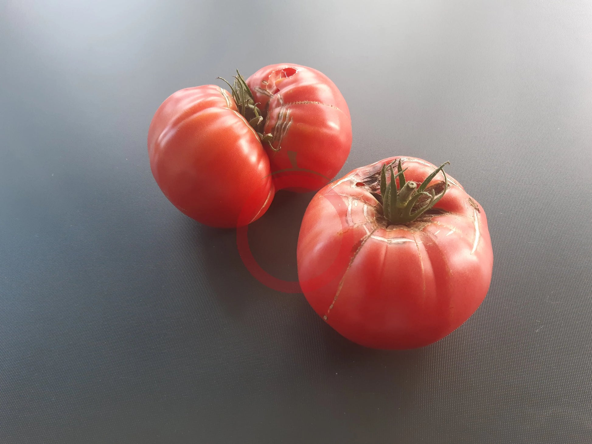 Katharina DER TOMATENFLÜSTERER