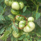 Katharina DER TOMATENFLÜSTERER